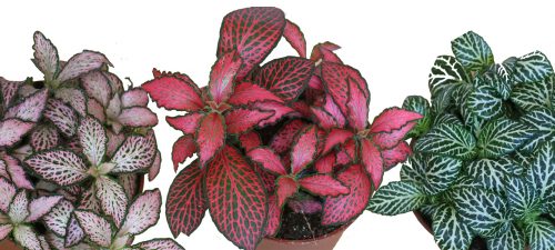 Fittonia Bitkisine nasıl bakıyoruz?