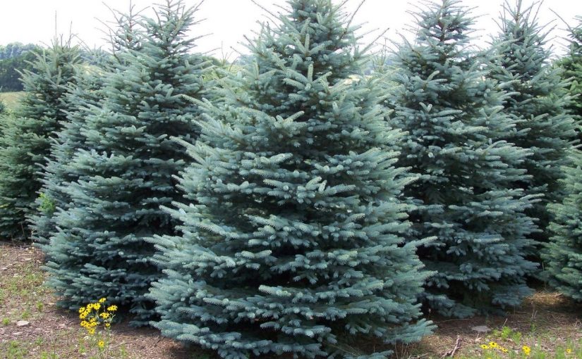 Picea pungens ‘Hopsii’ – Aşılı mavi ladin