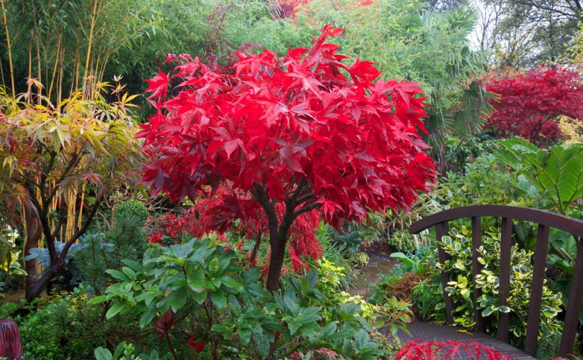 Acer palmatum – Japon Akçaağacı