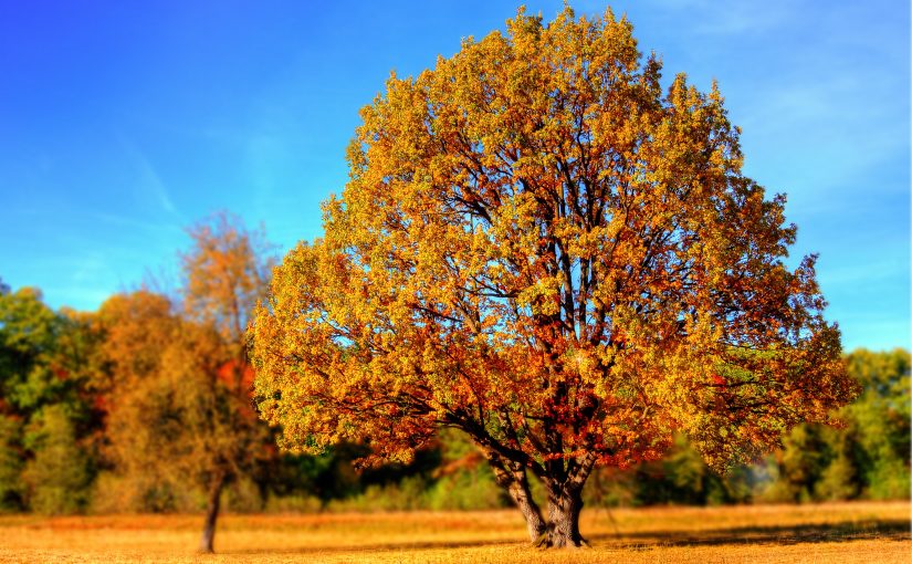 Tilia tomentosa – Ihlamur