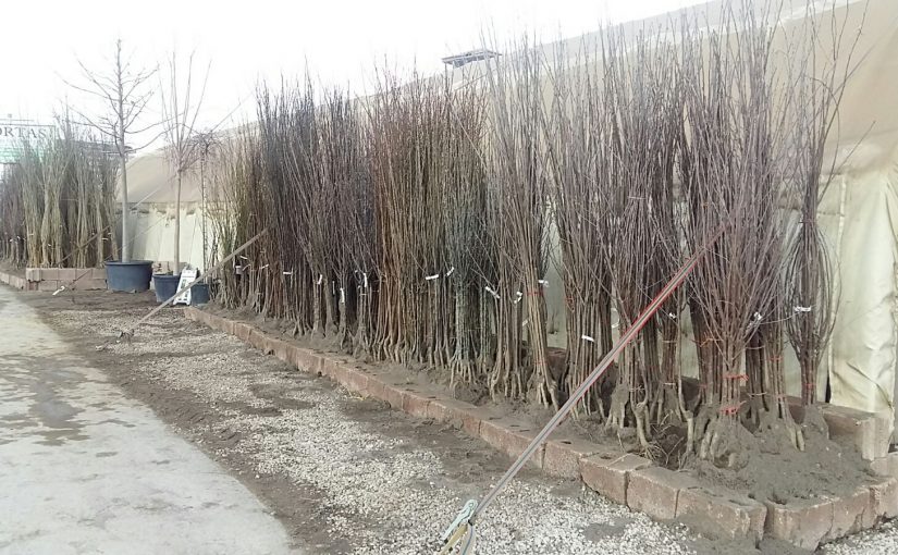 Açık köklü meyve fidanları